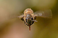 Apis cerana - Asiatic honey bee Location is Bandung, West Java, Indonesia. Alongside a stream and paddy fields.<br />
http://www.jungledragon.com/image/37894/apis_cerana_-_asiatic_honey_bee.html Apis cerana,Asiatic honey bee,Bandung,Eastern honey bee,Geotagged,Indonesia,Java,West Java,Winter,bee,honey bee