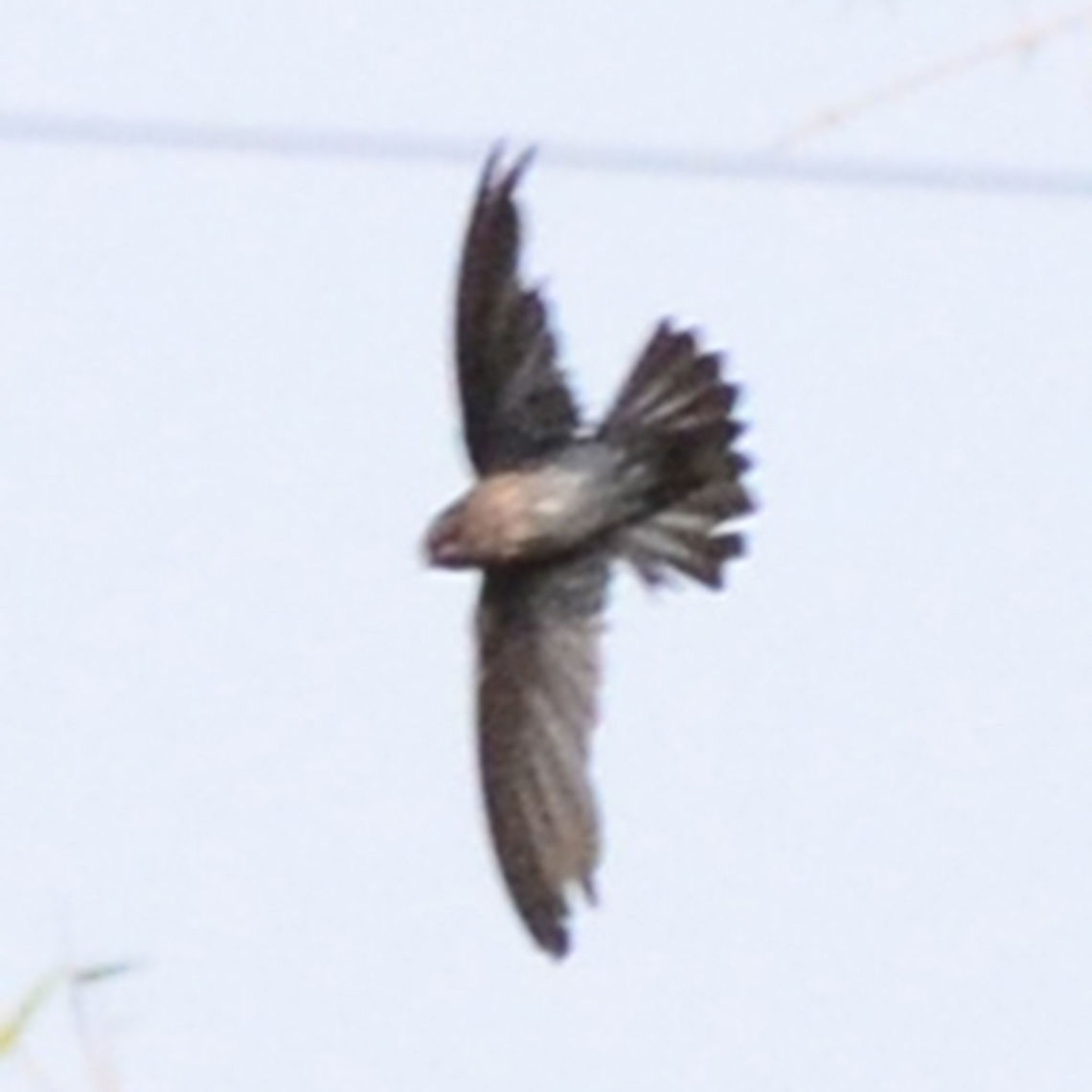 Collocalia sp - Glossy Swiftlet Even though it is a bad image, taken from a long distance, I have added it to possibly help with ID issues. The significance of this image, is that it shows the tail feathers spread. You can see longitudinal light stripe markings, but these could just be interpreted as light reflections, but there are no white spot markings revealed.<br />
<br />
There are two genus in question:<br />
<br />
Collocalia esculenta sp. &ndash; distributed throughout S.Asia except for Java. Noted for low altitude. Tail feathers have no spot markings.<br />
<br />
Collocalia linchi linchi &ndash; distribution; Java, Madura, Nusa Penida and Bawean islands. No mention of altitude found. Tail feathers have concealed white spot markings near base.<br />
<br />
The Collocalia sp. Specimens in these images were photographed at an altitude of 985m. It is possible that even with the tail extended, that the spots are still not visible, but I consider this unlikely, otherwise there would be no evolutionary significance for the markings.<br />
<br />
Location and Altitude point away from Esculenta, leaving us with a quotable genus and species. Without the spots, we are left with Esculenta and a species overlooked that has adapted to altitude.<br />
<br />
Location is Bandung, West Java, Indonesia. Alongside a stream and paddy fields.<br />
<figure class="photo"><a href="https://www.jungledragon.com/image/37887/collocalia_sp._-_glossy_swiftlet.html" title="Collocalia sp. - Glossy Swiftlet"><img src="https://s3.amazonaws.com/media.jungledragon.com/images/2784/37887_thumb.JPG?AWSAccessKeyId=05GMT0V3GWVNE7GGM1R2&Expires=1759968010&Signature=9%2F8%2FlmnsWq%2B0GD%2BAnhdFB4Ugug8%3D" width="200" height="200" alt="Collocalia sp. - Glossy Swiftlet The only way to get close to this avian was to shoot it as it flew by.<br />
<br />
Location is Bandung, West Java, Indonesia. Alongside a stream and paddy fields.<br />
http://www.jungledragon.com/image/37909/collocalia_sp_-_glossy_swiftlet.html Bandung,Cave swiftlet,Collocalia linchi,Geotagged,Glossy Swiftlet,Indonesia,Java,West Java,Winter,swift" /></a></figure> Bandung,Cave swiftlet,Collocalia linchi,Geotagged,Glossy Swiftlet,Indonesia,Java,West Java,Winter,swift