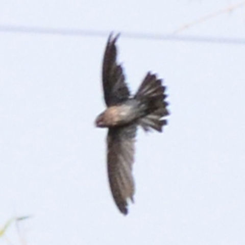 Collocalia sp - Glossy Swiftlet Even though it is a bad image, taken from a long distance, I have added it to possibly help with ID issues. The significance of this image, is that it shows the tail feathers spread. You can see longitudinal light stripe markings, but these could just be interpreted as light reflections, but there are no white spot markings revealed.

There are two genus in question:

Collocalia esculenta sp. – distributed throughout S.Asia except for Java. Noted for low altitude. Tail feathers have no spot markings.

Collocalia linchi linchi – distribution; Java, Madura, Nusa Penida and Bawean islands. No mention of altitude found. Tail feathers have concealed white spot markings near base.

The Collocalia sp. Specimens in these images were photographed at an altitude of 985m. It is possible that even with the tail extended, that the spots are still not visible, but I consider this unlikely, otherwise there would be no evolutionary significance for the markings.

Location and Altitude point away from Esculenta, leaving us with a quotable genus and species. Without the spots, we are left with Esculenta and a species overlooked that has adapted to altitude.

Location is Bandung, West Java, Indonesia. Alongside a stream and paddy fields.
http://www.jungledragon.com/image/37887/collocalia_esculenta_affinis_-_glossy_swiftlet.html Bandung,Cave swiftlet,Collocalia linchi,Geotagged,Glossy Swiftlet,Indonesia,Java,West Java,Winter,swift