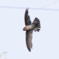 Collocalia sp - Glossy Swiftlet Even though it is a bad image, taken from a long distance, I have added it to possibly help with ID issues. The significance of this image, is that it shows the tail feathers spread. You can see longitudinal light stripe markings, but these could just be interpreted as light reflections, but there are no white spot markings revealed.<br />
<br />
There are two genus in question:<br />
<br />
Collocalia esculenta sp. – distributed throughout S.Asia except for Java. Noted for low altitude. Tail feathers have no spot markings.<br />
<br />
Collocalia linchi linchi – distribution; Java, Madura, Nusa Penida and Bawean islands. No mention of altitude found. Tail feathers have concealed white spot markings near base.<br />
<br />
The Collocalia sp. Specimens in these images were photographed at an altitude of 985m. It is possible that even with the tail extended, that the spots are still not visible, but I consider this unlikely, otherwise there would be no evolutionary significance for the markings.<br />
<br />
Location and Altitude point away from Esculenta, leaving us with a quotable genus and species. Without the spots, we are left with Esculenta and a species overlooked that has adapted to altitude.<br />
<br />
Location is Bandung, West Java, Indonesia. Alongside a stream and paddy fields.<br />
http://www.jungledragon.com/image/37887/collocalia_esculenta_affinis_-_glossy_swiftlet.html Bandung,Cave swiftlet,Collocalia linchi,Geotagged,Glossy Swiftlet,Indonesia,Java,West Java,Winter,swift