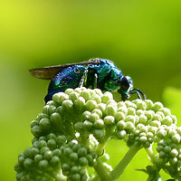 Chrysis angolensis - cuckoo wasp This must be one of the prettiest wasp types of all. I occasionally find this species on a bit of waste scrub ground, but it is incredibly difficult to get near for a photograph. This is the best I have been able to do so far.<br />
<br />
Called cuckoo wasps because the crawl into another wasps species nest to lay its eggs. It doesn&rsquo;t always get away with this plan, but evolution has given the wasp a dimple covered case which helps to stop the stings from sliding to the edge of the plate, were they will slip inside and kill the wasp.<br />
<br />
Location is Bandung, West Java, Indonesia. Scrubland alongside a stream.<br />
http://www.jungledragon.com/image/37923/chrysis_angolensis_-_cuckoo_wasp.html<br />
http://www.jungledragon.com/image/37924/cuckoochrysis_angolensis_-_cuckoo_waspwasp_8932.html Bandung,Chrysis angolensis,Fall,Geotagged,Indonesia,Java,West Java,cuckoo wasp,wasp