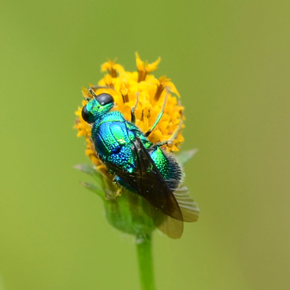 Chrysis angolensis - cuckoo wasp Location is Bandung, West Java, Indonesia. Scrubland alongside a stream.<br />
<figure class="photo"><a href="https://www.jungledragon.com/image/37922/chrysis_angolensis_-_cuckoo_wasp.html" title="Chrysis angolensis - cuckoo wasp"><img src="https://s3.amazonaws.com/media.jungledragon.com/images/2784/37922_thumb.JPG?AWSAccessKeyId=05GMT0V3GWVNE7GGM1R2&Expires=1759968010&Signature=KCxfDSybXKF4i3BeZE55Vyu%2B81s%3D" width="200" height="200" alt="Chrysis angolensis - cuckoo wasp This must be one of the prettiest wasp types of all. I occasionally find this species on a bit of waste scrub ground, but it is incredibly difficult to get near for a photograph. This is the best I have been able to do so far.<br />
<br />
Called cuckoo wasps because the crawl into another wasps species nest to lay its eggs. It doesn&rsquo;t always get away with this plan, but evolution has given the wasp a dimple covered case which helps to stop the stings from sliding to the edge of the plate, were they will slip inside and kill the wasp.<br />
<br />
Location is Bandung, West Java, Indonesia. Scrubland alongside a stream.<br />
http://www.jungledragon.com/image/37923/chrysis_angolensis_-_cuckoo_wasp.html<br />
http://www.jungledragon.com/image/37924/cuckoochrysis_angolensis_-_cuckoo_waspwasp_8932.html Bandung,Chrysis angolensis,Fall,Geotagged,Indonesia,Java,West Java,cuckoo wasp,wasp" /></a></figure> Bandung,Chrysis angolensis,Geotagged,Indonesia,Java,Summer,West Java,cuckoo wasp,wasp