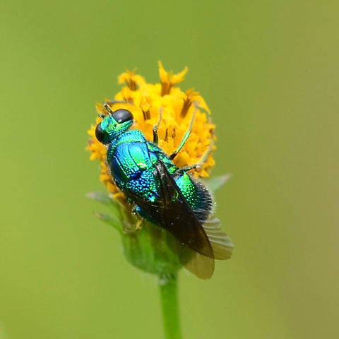 Chrysis angolensis - cuckoo wasp Location is Bandung, West Java, Indonesia. Scrubland alongside a stream.
http://www.jungledragon.com/image/37922/chrysis_angolensis_-_cuckoo_wasp.html Bandung,Chrysis angolensis,Geotagged,Indonesia,Java,Summer,West Java,cuckoo wasp,wasp