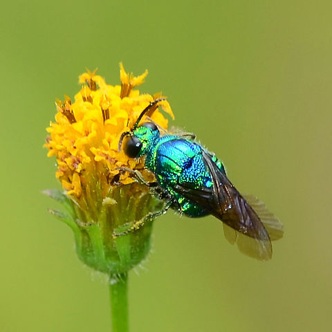 cuckooChrysis angolensis - cuckoo waspwasp_8932 Location is Bandung, West Java, Indonesia. Scrubland alongside a stream.
http://www.jungledragon.com/image/37922/chrysis_angolensis_-_cuckoo_wasp.html Bandung,Chrysis angolensis,Geotagged,Indonesia,Java,Summer,West Java,cuckoo wasp,wasp
