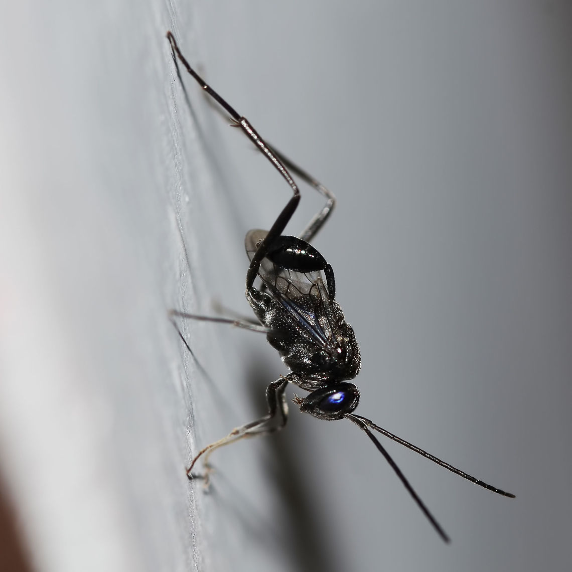 Evonia appendigaster - Ensign Wasp You usually find this wasp in the house. The first time you see it, the thing looks so evil, you just want to swat it. BUT, once you learn that they destroy roach nests with their egg laying strategy, you wish you had a few more flying around.<br />
<br />
It is such a small wasp, that you cannot appreciate its beauty until you have it 100x full size on the big screen.<br />
<br />
Location is Bandung, West Java, Indonesia. Home. Bandung,Evania appendigaster,Evonia appendigaster,Geotagged,Indonesia,Java,Spring,West Java,ensign wasp,wasp