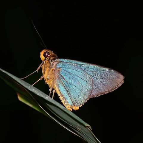 Pirdana distanti - Agava Skipper This is a low light skipper butterfly. Best chance of seeing this iridescent beauty, is under the tree canopy and low down, early morning being best. The reflective quality of the wings will catch a beam of light and give its position away.

Skittish, but still approachable for a good shot.

Location is Bandung, West Java, Indonesia. Alongside a stream and paddy fields.
http://www.jungledragon.com/image/37928/pirdana_distanti_-_agava_skipper.html Agava skipper,Bandung,Fall,Geotagged,Indonesia,Java,Pirdana distanti,West Java,agava skipper,butterfly,skipper