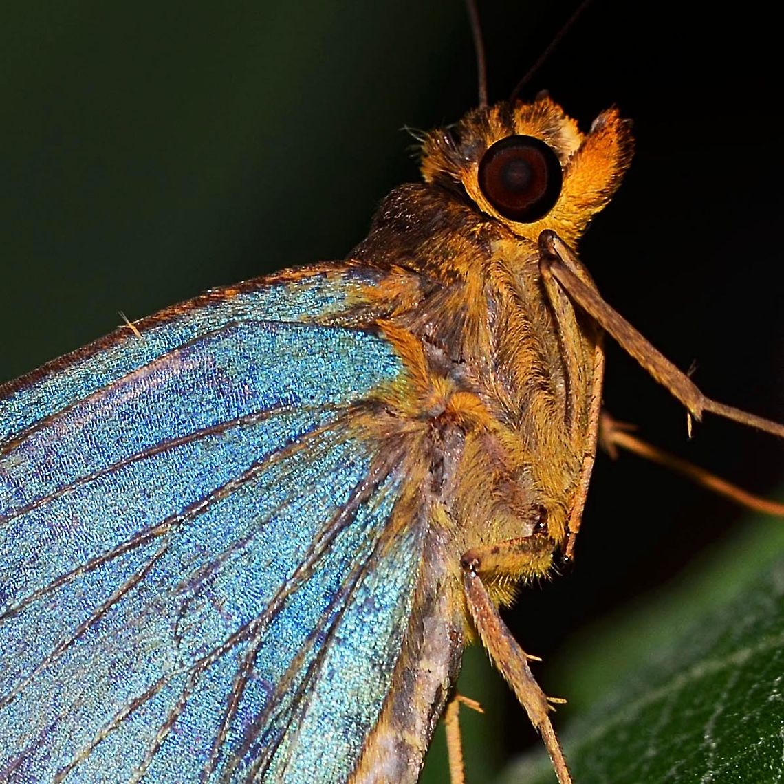 Pirdana distanti - Agava Skipper Location is Bandung, West Java, Indonesia. Alongside a stream and paddy fields.<br />
<figure class="photo"><a href="https://www.jungledragon.com/image/37927/pirdana_distanti_-_agava_skipper.html" title="Pirdana distanti - Agava Skipper"><img src="https://s3.amazonaws.com/media.jungledragon.com/images/2784/37927_thumb.jpg?AWSAccessKeyId=05GMT0V3GWVNE7GGM1R2&Expires=1769040010&Signature=%2Bli%2BCNCktUDW05EcMIpSoEHeFqE%3D" width="200" height="200" alt="Pirdana distanti - Agava Skipper This is a low light skipper butterfly. Best chance of seeing this iridescent beauty, is under the tree canopy and low down, early morning being best. The reflective quality of the wings will catch a beam of light and give its position away.<br />
<br />
Skittish, but still approachable for a good shot.<br />
<br />
Location is Bandung, West Java, Indonesia. Alongside a stream and paddy fields.<br />
http://www.jungledragon.com/image/37928/pirdana_distanti_-_agava_skipper.html Agava skipper,Bandung,Fall,Geotagged,Indonesia,Java,Pirdana distanti,West Java,agava skipper,butterfly,skipper" /></a></figure> Agava skipper,Bandung,Geotagged,Indonesia,Java,Pirdana distanti,Summer,West Java,agava skipper,butterfly,skipper