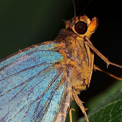 Pirdana distanti - Agava Skipper Location is Bandung, West Java, Indonesia. Alongside a stream and paddy fields.
http://www.jungledragon.com/image/37927/pirdana_distanti_-_agava_skipper.html Agava skipper,Bandung,Geotagged,Indonesia,Java,Pirdana distanti,Summer,West Java,agava skipper,butterfly,skipper
