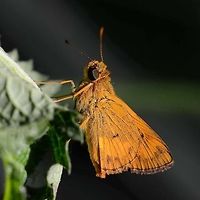 Oriens Gola pseudolus - Common Dartlet Location is Bandung, West Java, Indonesia. Scrubland.<br />
http://www.jungledragon.com/image/37930/oriens_gola_pseudolus_-_common_dartlet.html Bandung,Geotagged,Indonesia,Java,Oriens gola,West Java,Winter,butterfly,common dartlet,darter,skipper
