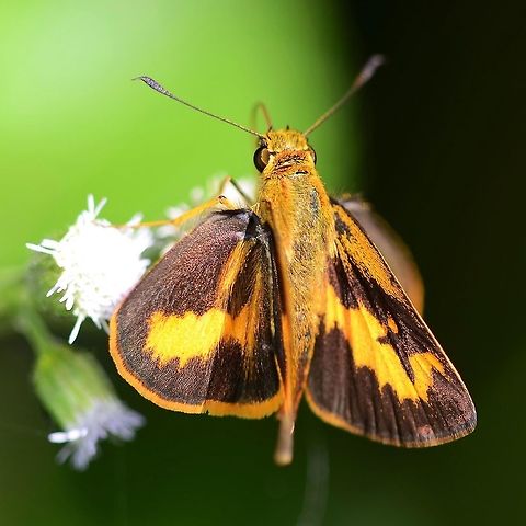Oriens Gola pseudolus - Common Dartlet A low level flyer found on grassy scrubland. Difficult to photograph, although plenty of opportunities, with the large population, will be had.

The butterfly usually waits until you have lay down on the ground for the shot. You will be just about ready to fire, when the skipper will hop over to a close by bloom. Not however, close enough for you to avoid having to get up again. This will repeat several times, until you realize that the butterfly is taking the mickey.

Once you get back to the lab, you will discover that the butterfly has about 20 cousins that all look almost identical.

Location is Bandung, West Java, Indonesia. Scrubland.
http://www.jungledragon.com/image/37929/oriens_gola_pseudolus_-_common_dartlet.html Bandung,Geotagged,Indonesia,Java,Oriens gola,West Java,Winter,butterfly,common dartlet,darter,skipper