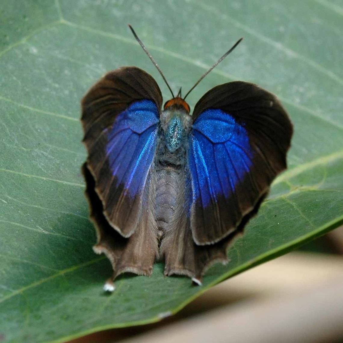 Flos apidanus -  Plain Plush Blue Location is Bandung, West Java, Indonesia. Scrubland, mimosa bush.<br />
<figure class="photo"><a href="https://www.jungledragon.com/image/37934/flos_apidanus_-_plain_plush_blue.html" title="Flos apidanus -  Plain Plush Blue"><img src="https://s3.amazonaws.com/media.jungledragon.com/images/2784/37934_thumb.JPG?AWSAccessKeyId=05GMT0V3GWVNE7GGM1R2&Expires=1769040010&Signature=ba9akVsNecre%2BYDDn7YhHMr5Nzc%3D" width="200" height="200" alt="Flos apidanus -  Plain Plush Blue Hairstreaks are amazing to watch, far more interesting and alive than any other butterfly.<br />
<br />
They are called hairstreaks because of the two false antennae at the rear end. As if this wasn&rsquo;t enough to confuse a passing avian into biting the wrong end, the butterfly evolved a way of moving the antennae for another level of realism. And there&rsquo;s more; evolution also slapped a couple of eyes on the rear end for good measure. For these reasons, you see so many of these butterflies with their rear ends missing, but they are still alive and ready to reproduce.<br />
<br />
Hairstreaks really show what evolution is all about. Millions of random mistakes, genetic errors resulting in deformities large and small. Just occasionally, the error gives the butterfly a life advantage over its competitors, and so that genetic mistake is passed on to the next generation, and the error becomes a part of the gene pool.<br />
<br />
The complexity of the evolved colors, shapes, patterns and forms are astounding, and understandable how they can take many tens of millions of years to form, and that is with a new generation every year. Man can only reproduce a new generation after 20 years. So at around one million years old, we are actually only about 50,000 generations into our species. We are infants in comparison to butterflies, that have been around for at least 50million years.<br />
<br />
Location is Bandung, West Java, Indonesia. Scrubland, mimosa bush.<br />
http://www.jungledragon.com/image/37933/flos_apidanus_-_plain_plush_blue.html Bandung,Fall,Flos apidanus,Geotagged,Indonesia,Java,Plain Plush Blue,Plain Plushblue,West Java,butterfly,hairstreak,mimosa bush" /></a></figure> Bandung,Fall,Flos apidanus,Geotagged,Indonesia,Java,Plain Plush Blue,Plain Plushblue,West Java,butterfly,hairstreak,mimosa bush