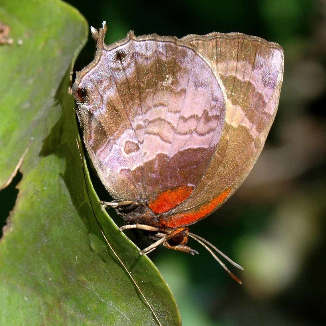 Flos apidanus -  Plain Plush Blue Hairstreaks are amazing to watch, far more interesting and alive than any other butterfly.<br />
<br />
They are called hairstreaks because of the two false antennae at the rear end. As if this wasn&rsquo;t enough to confuse a passing avian into biting the wrong end, the butterfly evolved a way of moving the antennae for another level of realism. And there&rsquo;s more; evolution also slapped a couple of eyes on the rear end for good measure. For these reasons, you see so many of these butterflies with their rear ends missing, but they are still alive and ready to reproduce.<br />
<br />
Hairstreaks really show what evolution is all about. Millions of random mistakes, genetic errors resulting in deformities large and small. Just occasionally, the error gives the butterfly a life advantage over its competitors, and so that genetic mistake is passed on to the next generation, and the error becomes a part of the gene pool.<br />
<br />
The complexity of the evolved colors, shapes, patterns and forms are astounding, and understandable how they can take many tens of millions of years to form, and that is with a new generation every year. Man can only reproduce a new generation after 20 years. So at around one million years old, we are actually only about 50,000 generations into our species. We are infants in comparison to butterflies, that have been around for at least 50million years.<br />
<br />
Location is Bandung, West Java, Indonesia. Scrubland, mimosa bush.<br />
<figure class="photo"><a href="https://www.jungledragon.com/image/37933/flos_apidanus_-_plain_plush_blue.html" title="Flos apidanus -  Plain Plush Blue"><img src="https://s3.amazonaws.com/media.jungledragon.com/images/2784/37933_thumb.JPG?AWSAccessKeyId=05GMT0V3GWVNE7GGM1R2&Expires=1769040010&Signature=sV5NbNzAQz2UOkRWNWvoo6MUzgA%3D" width="200" height="200" alt="Flos apidanus -  Plain Plush Blue Location is Bandung, West Java, Indonesia. Scrubland, mimosa bush.<br />
http://www.jungledragon.com/image/37934/flos_apidanus_-_plain_plush_blue.html Bandung,Fall,Flos apidanus,Geotagged,Indonesia,Java,Plain Plush Blue,Plain Plushblue,West Java,butterfly,hairstreak,mimosa bush" /></a></figure> Bandung,Fall,Flos apidanus,Geotagged,Indonesia,Java,Plain Plush Blue,Plain Plushblue,West Java,butterfly,hairstreak,mimosa bush