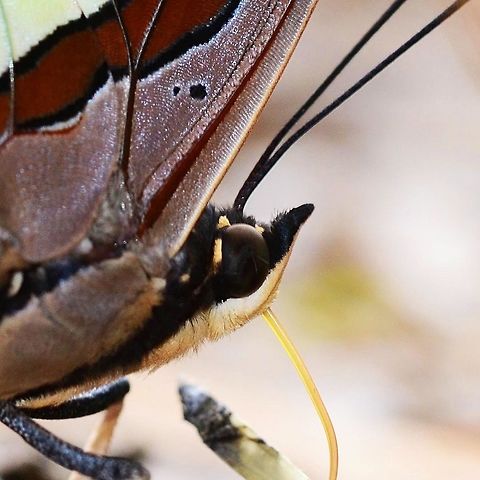 Charaxes agraria - Anomalous Nawab Location is Bandung, West Java, Indonesia. Alongside a stream and paddy fields.
http://www.jungledragon.com/image/37942/charaxes_agrarius_-_anomalous_nawab.html Anomalous nawab,Bandung,Charaxes agraria,Geotagged,Indonesia,Java,West Java,anomalous nawab,butterfly,nawab
