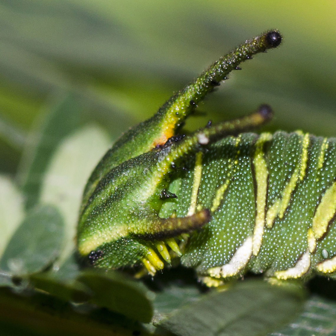 Charaxes agraria - Anomalous Nawab Caterpillar Location is Bandung, West Java, Indonesia. Alongside a stream and paddy fields.<br />
<figure class="photo"><a href="https://www.jungledragon.com/image/37945/charaxes_agraria_-_anomalous_nawab_caterpillar.html" title="Charaxes agraria - Anomalous Nawab Caterpillar"><img src="https://s3.amazonaws.com/media.jungledragon.com/images/2784/37945_thumb.JPG?AWSAccessKeyId=05GMT0V3GWVNE7GGM1R2&Expires=1769040010&Signature=vk9pLL0E2GzEpoDOlu%2Fbc%2BHnwj0%3D" width="200" height="110" alt="Charaxes agraria - Anomalous Nawab Caterpillar This is one of those occasions were the caterpillar matches the butterfly with splendour.<br />
<br />
Location is Bandung, West Java, Indonesia. Alongside a stream and paddy fields.<br />
http://www.jungledragon.com/image/37943/charaxes_agrarius_-_anomalous_nawab_caterpillar.html<br />
http://www.jungledragon.com/image/37944/charaxes_agrarius_-_anomalous_nawab_caterpillar.html<br />
http://www.jungledragon.com/image/37942/charaxes_agrarius_-_anomalous_nawab.html Anomalous nawab,Bandung,Charaxes agraria,Fall,Geotagged,Indonesia,Java,West Java,anomalous nawab,caterpillar,nawab" /></a></figure> Anomalous nawab,Bandung,Charaxes agraria,Fall,Geotagged,Indonesia,Java,West Java,anomalous nawab,caterpillar,nawab
