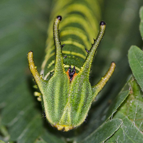 Charaxes agraria - Anomalous Nawab Caterpillar Location is Bandung, West Java, Indonesia. Alongside a stream and paddy fields.
http://www.jungledragon.com/image/37945/charaxes_agrarius_-_anomalous_nawab_caterpillar.html Anomalous nawab,Bandung,Charaxes agraria,Fall,Geotagged,Indonesia,Java,West Java,anomalous nawab,caterpillar,nawab