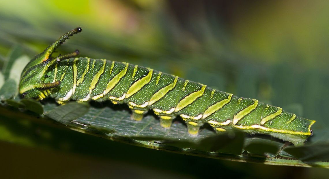 Charaxes agraria - Anomalous Nawab Caterpillar This is one of those occasions were the caterpillar matches the butterfly with splendour.<br />
<br />
Location is Bandung, West Java, Indonesia. Alongside a stream and paddy fields.<br />
<figure class="photo"><a href="https://www.jungledragon.com/image/37943/charaxes_agraria_-_anomalous_nawab_caterpillar.html" title="Charaxes agraria - Anomalous Nawab Caterpillar"><img src="https://s3.amazonaws.com/media.jungledragon.com/images/2784/37943_thumb.JPG?AWSAccessKeyId=05GMT0V3GWVNE7GGM1R2&Expires=1759968010&Signature=Vejmtchnc6TY6s6Stz%2FSRrnzAG0%3D" width="200" height="200" alt="Charaxes agraria - Anomalous Nawab Caterpillar Location is Bandung, West Java, Indonesia. Alongside a stream and paddy fields.<br />
http://www.jungledragon.com/image/37945/charaxes_agrarius_-_anomalous_nawab_caterpillar.html Anomalous nawab,Bandung,Charaxes agraria,Fall,Geotagged,Indonesia,Java,West Java,anomalous nawab,caterpillar,nawab" /></a></figure><br />
<figure class="photo"><a href="https://www.jungledragon.com/image/37944/charaxes_agraria_-_anomalous_nawab_caterpillar.html" title="Charaxes agraria - Anomalous Nawab Caterpillar"><img src="https://s3.amazonaws.com/media.jungledragon.com/images/2784/37944_thumb.JPG?AWSAccessKeyId=05GMT0V3GWVNE7GGM1R2&Expires=1759968010&Signature=P%2F2Xm7qFHdJiOLHeF93gjHTU1B0%3D" width="200" height="200" alt="Charaxes agraria - Anomalous Nawab Caterpillar Location is Bandung, West Java, Indonesia. Alongside a stream and paddy fields.<br />
http://www.jungledragon.com/image/37945/charaxes_agrarius_-_anomalous_nawab_caterpillar.html Anomalous nawab,Bandung,Charaxes agraria,Fall,Geotagged,Indonesia,Java,West Java,anomalous nawab,caterpillar,nawab" /></a></figure><br />
<figure class="photo"><a href="https://www.jungledragon.com/image/37942/charaxes_agraria_-_anomalous_nawab.html" title="Charaxes agraria - Anomalous Nawab"><img src="https://s3.amazonaws.com/media.jungledragon.com/images/2784/37942_thumb.jpg?AWSAccessKeyId=05GMT0V3GWVNE7GGM1R2&Expires=1759968010&Signature=jWZURJNiRaUM6FAEgGLkcSUJ3Yc%3D" width="200" height="200" alt="Charaxes agraria - Anomalous Nawab Otter poo brings out the finest butterflies, so I kept telling myself, as I lay on the floor with this fishy excrement wafting up my nose. I was not disappointed.<br />
<br />
Location is Bandung, West Java, Indonesia. Alongside a stream and paddy fields.<br />
http://www.jungledragon.com/image/37941/charaxes_agrarius_-_anomalous_nawab.html<br />
http://www.jungledragon.com/image/37945/charaxes_agrarius_-_anomalous_nawab_caterpillar.html Anomalous nawab,Bandung,Charaxes agraria,Geotagged,Indonesia,Java,Summer,West Java,anomalous nawab,butterfly,nawab" /></a></figure> Anomalous nawab,Bandung,Charaxes agraria,Fall,Geotagged,Indonesia,Java,West Java,anomalous nawab,caterpillar,nawab