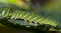 Charaxes agraria - Anomalous Nawab Caterpillar This is one of those occasions were the caterpillar matches the butterfly with splendour.<br />
<br />
Location is Bandung, West Java, Indonesia. Alongside a stream and paddy fields.<br />
http://www.jungledragon.com/image/37943/charaxes_agrarius_-_anomalous_nawab_caterpillar.html<br />
http://www.jungledragon.com/image/37944/charaxes_agrarius_-_anomalous_nawab_caterpillar.html<br />
http://www.jungledragon.com/image/37942/charaxes_agrarius_-_anomalous_nawab.html Anomalous nawab,Bandung,Charaxes agraria,Fall,Geotagged,Indonesia,Java,West Java,anomalous nawab,caterpillar,nawab
