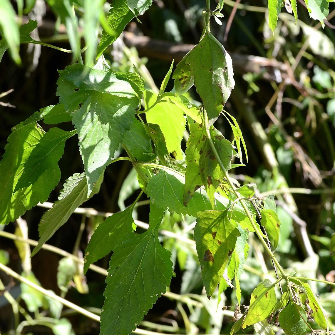 One for Jivko Location is Bandung, West Java, Indonesia. Alongside a stream and paddy fields. Bandung,Bronchocela jubata,Geotagged,Indonesia,Java,Maned forest lizard,West Java,Winter,lizard,maned forest lizard,mimicry