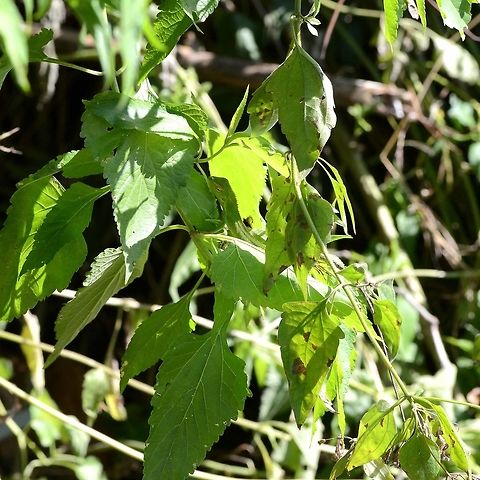 One for Jivko Location is Bandung, West Java, Indonesia. Alongside a stream and paddy fields. Bandung,Bronchocela jubata,Geotagged,Indonesia,Java,Maned forest lizard,West Java,Winter,lizard,maned forest lizard,mimicry