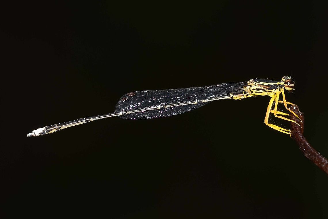 Copera marginipes - Yellow Bush Dart Damselfly This damsel is around 1.75&rdquo; in length. It is a low level, low light creature, never more than half a stone&rsquo;s throw from the stream. This is the male, with its vivid orange/yellow legs and stripy green/yellow body. There are confusing colorations on the way to maturity that can lead to confusion with the more dowdy female, but I will cover this in another post.<br />
<br />
Fairly easy to photograph, except for the low light and long body focusing issues.<br />
 <br />
Location is Bandung, West Java, Indonesia. Alongside a stream and paddy fields.<br />
<figure class="photo"><a href="https://www.jungledragon.com/image/37961/copera_marginipes_-_yellow_bush_dart_damselfly.html" title="Copera marginipes - Yellow Bush Dart Damselfly"><img src="https://s3.amazonaws.com/media.jungledragon.com/images/2784/37961_thumb.jpg?AWSAccessKeyId=05GMT0V3GWVNE7GGM1R2&Expires=1759968010&Signature=YRk9mhkYmp2duj%2Bw9qjUnoqasA4%3D" width="200" height="200" alt="Copera marginipes - Yellow Bush Dart Damselfly Location is Bandung, West Java, Indonesia. Alongside a stream and paddy fields.<br />
http://www.jungledragon.com/image/37959/copera_marginipes_-_yellow_bush_dart_damselfly.html Bandung,Copera marginipes,Fall,Geotagged,Indonesia,Java,West Java,damsel,damselfly,male,yellow bush dart" /></a></figure><br />
<figure class="photo"><a href="https://www.jungledragon.com/image/37963/copera_marginipes_-_yellow_bush_dart_damselfly.html" title="Copera marginipes - Yellow Bush Dart Damselfly"><img src="https://s3.amazonaws.com/media.jungledragon.com/images/2784/37963_thumb.jpg?AWSAccessKeyId=05GMT0V3GWVNE7GGM1R2&Expires=1759968010&Signature=Ub4KShHLL4jXMzpiOLTXBm9d3SY%3D" width="200" height="200" alt="Copera marginipes - Yellow Bush Dart Damselfly Location is Bandung, West Java, Indonesia. Alongside a stream and paddy fields.<br />
http://www.jungledragon.com/image/37959/copera_marginipes_-_yellow_bush_dart_damselfly.html Bandung,Copera marginipes,Geotagged,Indonesia,Java,Spring,West Java,damsel,damselfly,male,yellow bush dart" /></a></figure> Bandung,Copera marginipes,Geotagged,Indonesia,Java,Spring,West Java,damsel,damselfly,male,yellow bush dart