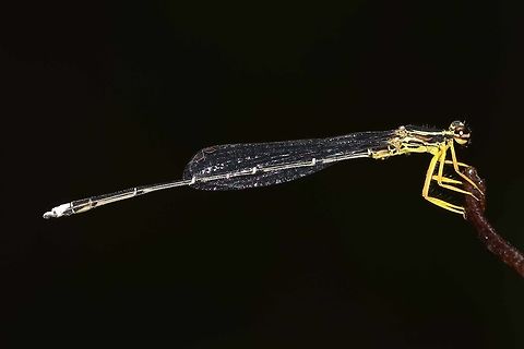 Copera marginipes - Yellow Bush Dart Damselfly This damsel is around 1.75&rdquo; in length. It is a low level, low light creature, never more than half a stone&rsquo;s throw from the stream. This is the male, with its vivid orange/yellow legs and stripy green/yellow body. There are confusing colorations on the way to maturity that can lead to confusion with the more dowdy female, but I will cover this in another post.

Fairly easy to photograph, except for the low light and long body focusing issues.
 
Location is Bandung, West Java, Indonesia. Alongside a stream and paddy fields.
http://www.jungledragon.com/image/37961/copera_marginipes_-_yellow_bush_dart_damselfly.html
http://www.jungledragon.com/image/37963/copera_marginipes_-_yellow_bush_dart_damselfly.html Bandung,Copera marginipes,Geotagged,Indonesia,Java,Spring,West Java,damsel,damselfly,male,yellow bush dart