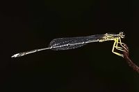 Copera marginipes - Yellow Bush Dart Damselfly This damsel is around 1.75” in length. It is a low level, low light creature, never more than half a stone’s throw from the stream. This is the male, with its vivid orange/yellow legs and stripy green/yellow body. There are confusing colorations on the way to maturity that can lead to confusion with the more dowdy female, but I will cover this in another post.<br />
<br />
Fairly easy to photograph, except for the low light and long body focusing issues.<br />
<br />
Location is Bandung, West Java, Indonesia. Alongside a stream and paddy fields.<br />
http://www.jungledragon.com/image/37961/copera_marginipes_-_yellow_bush_dart_damselfly.html<br />
http://www.jungledragon.com/image/37963/copera_marginipes_-_yellow_bush_dart_damselfly.html Bandung,Copera marginipes,Geotagged,Indonesia,Java,Spring,West Java,damsel,damselfly,male,yellow bush dart