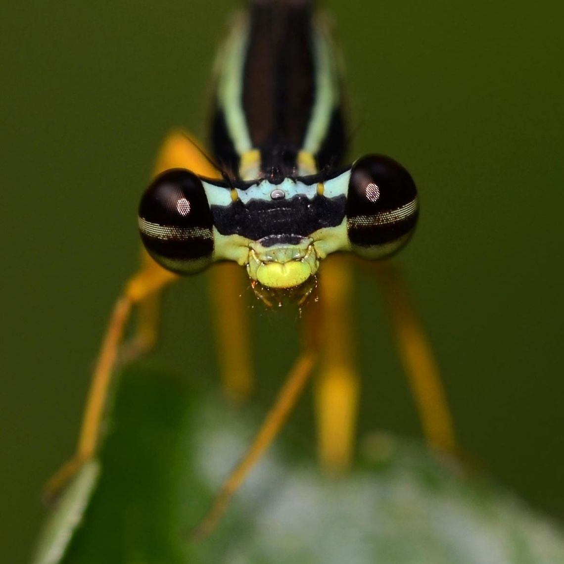 Copera marginipes - Yellow Bush Dart Damselfly Location is Bandung, West Java, Indonesia. Alongside a stream and paddy fields.<br />
<figure class="photo"><a href="https://www.jungledragon.com/image/37959/copera_marginipes_-_yellow_bush_dart_damselfly.html" title="Copera marginipes - Yellow Bush Dart Damselfly"><img src="https://s3.amazonaws.com/media.jungledragon.com/images/2784/37959_thumb.jpg?AWSAccessKeyId=05GMT0V3GWVNE7GGM1R2&Expires=1769040010&Signature=%2BQ5ejv0b4GosM1BTSwvXz%2FWWY5Q%3D" width="200" height="134" alt="Copera marginipes - Yellow Bush Dart Damselfly This damsel is around 1.75&rdquo; in length. It is a low level, low light creature, never more than half a stone&rsquo;s throw from the stream. This is the male, with its vivid orange/yellow legs and stripy green/yellow body. There are confusing colorations on the way to maturity that can lead to confusion with the more dowdy female, but I will cover this in another post.<br />
<br />
Fairly easy to photograph, except for the low light and long body focusing issues.<br />
 <br />
Location is Bandung, West Java, Indonesia. Alongside a stream and paddy fields.<br />
http://www.jungledragon.com/image/37961/copera_marginipes_-_yellow_bush_dart_damselfly.html<br />
http://www.jungledragon.com/image/37963/copera_marginipes_-_yellow_bush_dart_damselfly.html Bandung,Copera marginipes,Geotagged,Indonesia,Java,Spring,West Java,damsel,damselfly,male,yellow bush dart" /></a></figure> Bandung,Copera marginipes,Fall,Geotagged,Indonesia,Java,West Java,damsel,damselfly,male,yellow bush dart