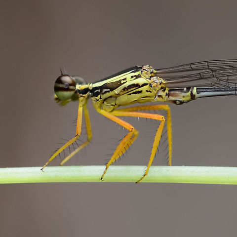 Copera marginipes - Yellow Bush Dart Damselfly Location is Bandung, West Java, Indonesia. Alongside a stream and paddy fields.
http://www.jungledragon.com/image/37959/copera_marginipes_-_yellow_bush_dart_damselfly.html Bandung,Copera marginipes,Geotagged,Indonesia,Java,Spring,West Java,damsel,damselfly,male,yellow bush dart
