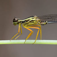 Copera marginipes - Yellow Bush Dart Damselfly Location is Bandung, West Java, Indonesia. Alongside a stream and paddy fields.<br />
http://www.jungledragon.com/image/37959/copera_marginipes_-_yellow_bush_dart_damselfly.html Bandung,Copera marginipes,Geotagged,Indonesia,Java,Spring,West Java,damsel,damselfly,male,yellow bush dart