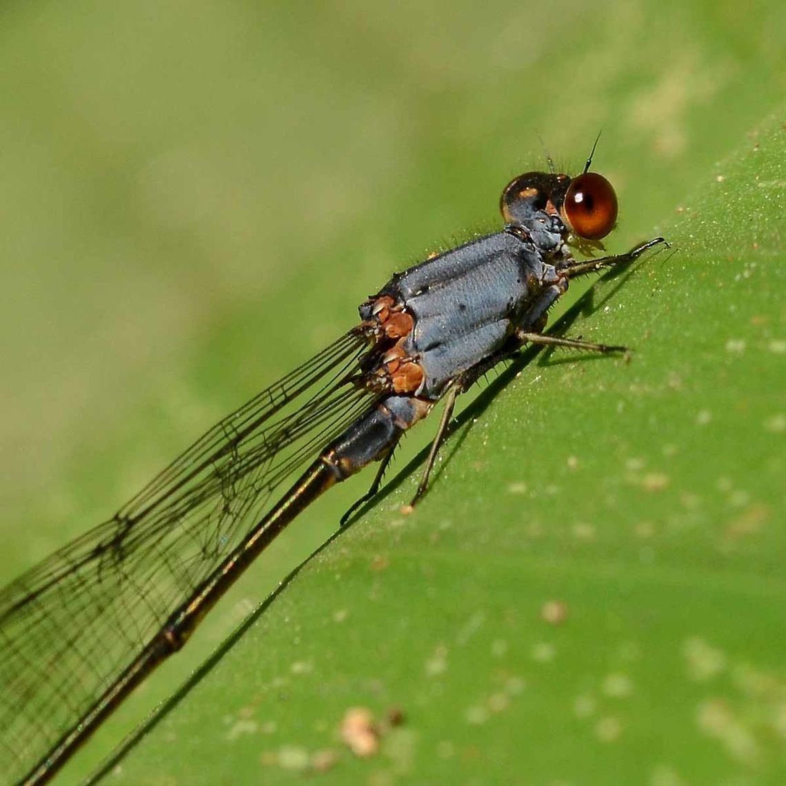 Pseudagrion pruinosum pruinosum &ndash; Grey Sprite Location is Bandung, West Java, Indonesia. Alongside a stream and paddy fields.<br />
<figure class="photo"><a href="https://www.jungledragon.com/image/37965/pseudagrion_pruinosum_pruinosum_grey_sprite.html" title="Pseudagrion pruinosum pruinosum &ndash; Grey Sprite"><img src="https://s3.amazonaws.com/media.jungledragon.com/images/2784/37965_thumb.JPG?AWSAccessKeyId=05GMT0V3GWVNE7GGM1R2&Expires=1770854410&Signature=rfu%2B9AlCeGBAZbPvyf9I1PeD59I%3D" width="200" height="200" alt="Pseudagrion pruinosum pruinosum &ndash; Grey Sprite A delicate damsel around 1.5&rdquo; long, with striking blue flashes. As it matures it becomes coated in what looks like a fungus, but is actually pruinescence, a waxy substance that gives the damsel thorax a dusty appearance. The color of this pruinescence can vary from grey, through blue to even pink.<br />
<br />
Location is Bandung, West Java, Indonesia. Alongside a stream and paddy fields.<br />
http://www.jungledragon.com/image/37964/pseudagrion_pruinosum_pruinosum_grey_sprite.html Bandung,Geotagged,Indonesia,Java,Pseudagrion pruinosum,West Java,Winter,damsel,damselfly,grey sprite,pruinescence" /></a></figure> Bandung,Geotagged,Indonesia,Java,Pseudagrion pruinosum,West Java,Winter,damsel,damselfly,grey sprite,pruinescence
