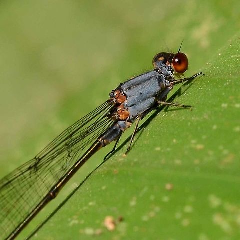 Pseudagrion pruinosum pruinosum – Grey Sprite Location is Bandung, West Java, Indonesia. Alongside a stream and paddy fields.
http://www.jungledragon.com/image/37965/pseudagrion_pruinosum_pruinosum_grey_sprite.html Bandung,Geotagged,Indonesia,Java,Pseudagrion pruinosum,West Java,Winter,damsel,damselfly,grey sprite,pruinescence