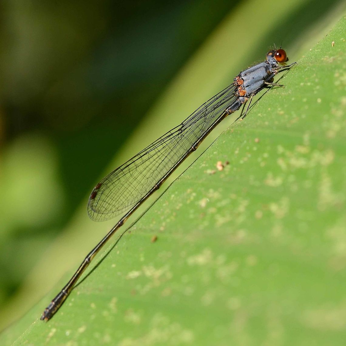 Pseudagrion pruinosum pruinosum – Grey Sprite A delicate damsel around 1.5&rdquo; long, with striking blue flashes. As it matures it becomes coated in what looks like a fungus, but is actually pruinescence, a waxy substance that gives the damsel thorax a dusty appearance. The color of this pruinescence can vary from grey, through blue to even pink.<br />
<br />
Location is Bandung, West Java, Indonesia. Alongside a stream and paddy fields.<br />
<figure class="photo"><a href="https://www.jungledragon.com/image/37964/pseudagrion_pruinosum_pruinosum_grey_sprite.html" title="Pseudagrion pruinosum pruinosum &ndash; Grey Sprite"><img src="https://s3.amazonaws.com/media.jungledragon.com/images/2784/37964_thumb.JPG?AWSAccessKeyId=05GMT0V3GWVNE7GGM1R2&Expires=1763596810&Signature=5rrRWvF3yXZd89sFFXlb5i72gvE%3D" width="200" height="200" alt="Pseudagrion pruinosum pruinosum &ndash; Grey Sprite Location is Bandung, West Java, Indonesia. Alongside a stream and paddy fields.<br />
http://www.jungledragon.com/image/37965/pseudagrion_pruinosum_pruinosum_grey_sprite.html Bandung,Geotagged,Indonesia,Java,Pseudagrion pruinosum,West Java,Winter,damsel,damselfly,grey sprite,pruinescence" /></a></figure> Bandung,Geotagged,Indonesia,Java,Pseudagrion pruinosum,West Java,Winter,damsel,damselfly,grey sprite,pruinescence