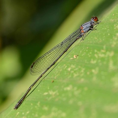 Pseudagrion pruinosum pruinosum – Grey Sprite A delicate damsel around 1.5” long, with striking blue flashes. As it matures it becomes coated in what looks like a fungus, but is actually pruinescence, a waxy substance that gives the damsel thorax a dusty appearance. The color of this pruinescence can vary from grey, through blue to even pink.

Location is Bandung, West Java, Indonesia. Alongside a stream and paddy fields.
http://www.jungledragon.com/image/37964/pseudagrion_pruinosum_pruinosum_grey_sprite.html Bandung,Geotagged,Indonesia,Java,Pseudagrion pruinosum,West Java,Winter,damsel,damselfly,grey sprite,pruinescence