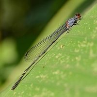 Pseudagrion pruinosum pruinosum &ndash; Grey Sprite A delicate damsel around 1.5&rdquo; long, with striking blue flashes. As it matures it becomes coated in what looks like a fungus, but is actually pruinescence, a waxy substance that gives the damsel thorax a dusty appearance. The color of this pruinescence can vary from grey, through blue to even pink.<br />
<br />
Location is Bandung, West Java, Indonesia. Alongside a stream and paddy fields.<br />
http://www.jungledragon.com/image/37964/pseudagrion_pruinosum_pruinosum_grey_sprite.html Bandung,Geotagged,Indonesia,Java,Pseudagrion pruinosum,West Java,Winter,damsel,damselfly,grey sprite,pruinescence