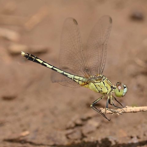 Diplacodes Trivialis – Ground Skimmer Not as common as some of the other dragons in my watch, and distinctively smaller than the other members of family Libellulidae. At first it is mistaken for Sabina, but the size and the distinctive blue nose give it away.

It keeps low down, and is one of the few dragons that will happily land on a flat surface. Dragons much prefer a vertical stem, as it makes lift-off a lot easier. Dragons have to choose their landing sites very carefully, as they cannot walk, and without something to grip on to, they will simply topple over, tail down, due to the weight distribution.

The ground skimmer is very skittish, combined with its preference for ground sites, very difficult to get a good image.

Location is Bandung, West Java, Indonesia. Alongside a stream and paddy fields.
http://www.jungledragon.com/image/37967/diplacodes_trivialis_ground_skimmer.html Bandung,Diplacodes trivialis,Geotagged,Ground Skimmer,Indonesia,Java,Spring,West Java,dragon,dragonfly