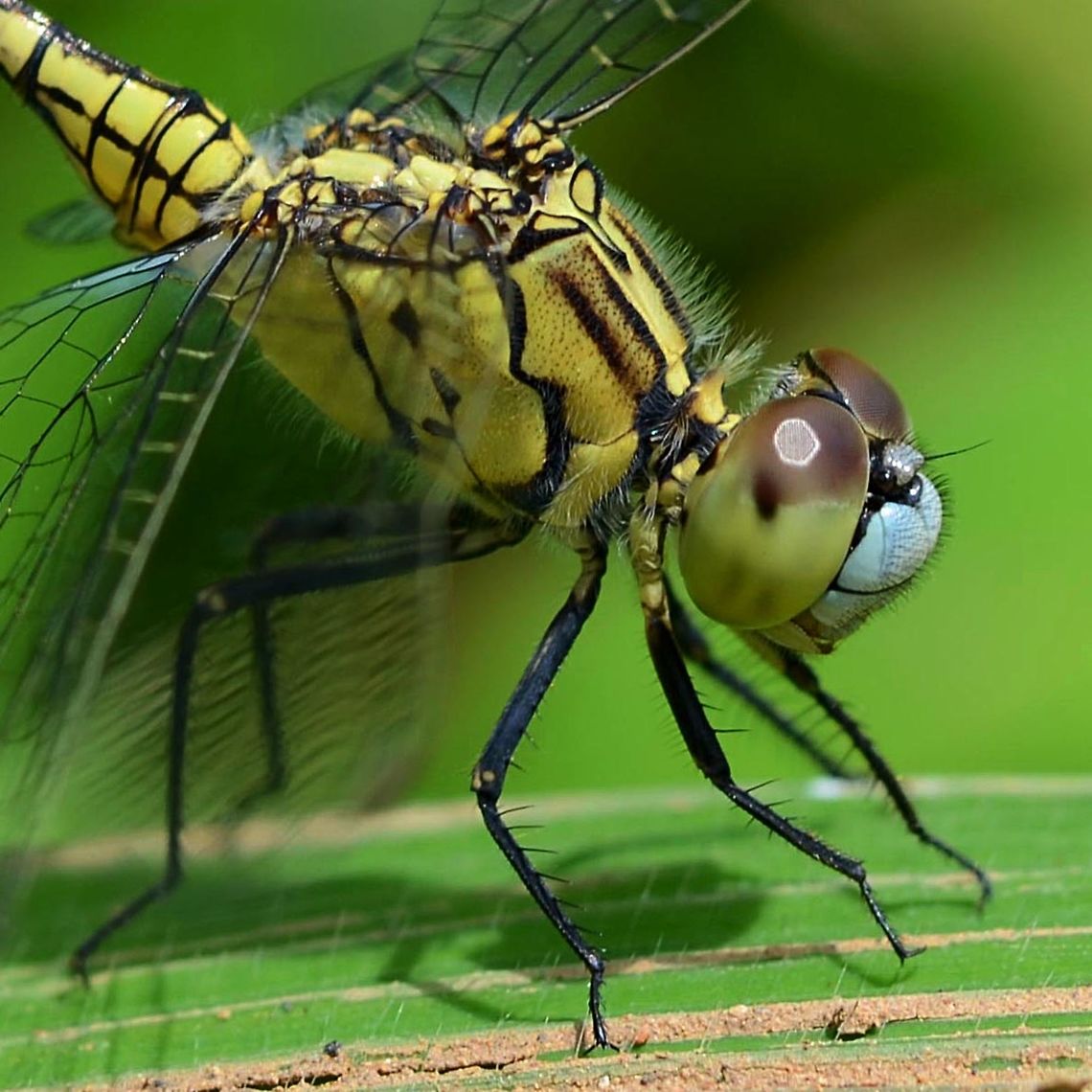 Diplacodes Trivialis – Ground Skimmer Location is Bandung, West Java, Indonesia. Alongside a stream and paddy fields.<br />
<figure class="photo"><a href="https://www.jungledragon.com/image/37966/diplacodes_trivialis_ground_skimmer.html" title="Diplacodes Trivialis &ndash; Ground Skimmer"><img src="https://s3.amazonaws.com/media.jungledragon.com/images/2784/37966_thumb.jpg?AWSAccessKeyId=05GMT0V3GWVNE7GGM1R2&Expires=1759968010&Signature=IjPL30jNa2Eo7sCe2MRr%2BjXOw88%3D" width="200" height="200" alt="Diplacodes Trivialis &ndash; Ground Skimmer Not as common as some of the other dragons in my watch, and distinctively smaller than the other members of family Libellulidae. At first it is mistaken for Sabina, but the size and the distinctive blue nose give it away.<br />
<br />
It keeps low down, and is one of the few dragons that will happily land on a flat surface. Dragons much prefer a vertical stem, as it makes lift-off a lot easier. Dragons have to choose their landing sites very carefully, as they cannot walk, and without something to grip on to, they will simply topple over, tail down, due to the weight distribution.<br />
<br />
The ground skimmer is very skittish, combined with its preference for ground sites, very difficult to get a good image.<br />
<br />
Location is Bandung, West Java, Indonesia. Alongside a stream and paddy fields.<br />
http://www.jungledragon.com/image/37967/diplacodes_trivialis_ground_skimmer.html Bandung,Diplacodes trivialis,Geotagged,Ground Skimmer,Indonesia,Java,Spring,West Java,dragon,dragonfly" /></a></figure> Bandung,Diplacodes trivialis,Geotagged,Ground Skimmer,Indonesia,Java,Summer,West Java,dragon,dragonfly