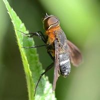 Ligyra tantalus - Bee Fly Location is Bandung, West Java, Indonesia. Alongside a stream and paddy fields.<br />
http://www.jungledragon.com/image/38000/ligyra_tantalus_-_bee_fly.html Bandung,Geotagged,Indonesia,Java,Ligyra tantalus,West Java,Winter,bee,bee fly,bombyliidae