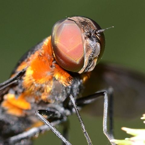 Ligyra tantalus - Bee Fly Location is Bandung, West Java, Indonesia. Alongside a stream and paddy fields.
http://www.jungledragon.com/image/38000/ligyra_tantalus_-_bee_fly.html Bandung,Fall,Geotagged,Indonesia,Java,Ligyra tantalus,West Java,bee,bee fly,bombyliidae