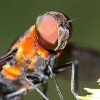 Ligyra tantalus - Bee Fly Location is Bandung, West Java, Indonesia. Alongside a stream and paddy fields.<br />
http://www.jungledragon.com/image/38000/ligyra_tantalus_-_bee_fly.html Bandung,Fall,Geotagged,Indonesia,Java,Ligyra tantalus,West Java,bee,bee fly,bombyliidae