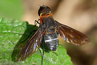 Ligyra tantalus - Bee Fly This is an impressive member of family Bombyliidae, the bee flies, evolved to impersonate their distant apid cousins.<br />
<br />
They have very large eyes, hence good eyesight, making them very difficult to get close enough for a reasonable shot. Also a rare sight, I only get one or two opportunities in a year.<br />
<br />
Location is Bandung, West Java, Indonesia. Alongside a stream and paddy fields.<br />
http://www.jungledragon.com/image/37999/ligyra_tantalus_-_bee_fly.html<br />
http://www.jungledragon.com/image/37997/ligyra_tantalus_-_bee_fly.html Bandung,Geotagged,Indonesia,Java,Ligyra tantalus,West Java,Winter,bee,bee fly,bombyliidae