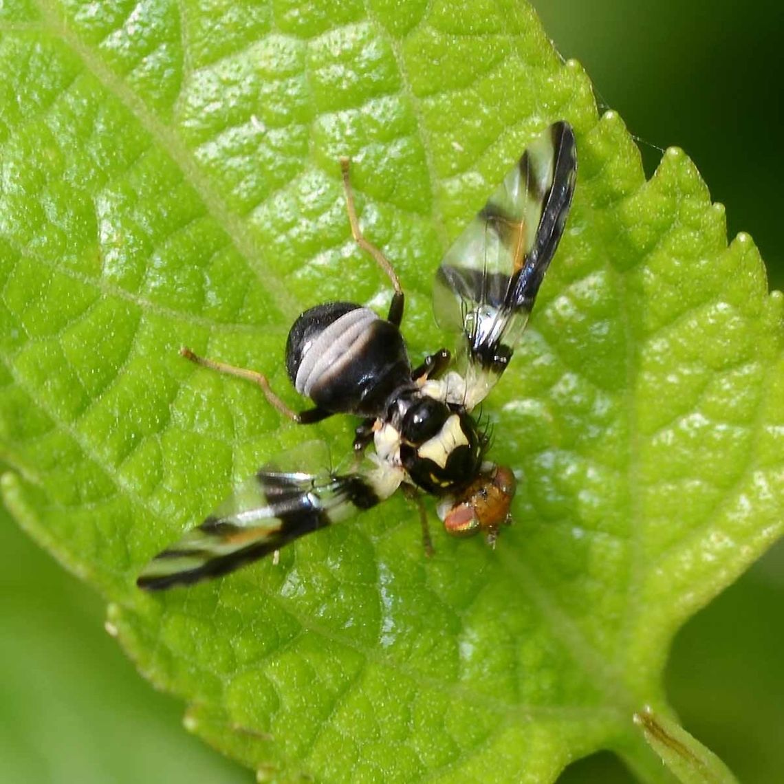 Tephritidae sp. - Fruit Fly A very distinctive fly, but as with a lot of what you might call the less significant creatures, simply not enough work has been done on identification on bugs in Indonesia. I did not find a single image to match, not even on Flickr.<br />
<br />
The fly is fairly easy to phorograph, because rather than flying away, it angles the face of its wings towards you, believing that this makes him invisible.<br />
<br />
Location is Bandung, West Java, Indonesia. Alongside a stream and paddy fields.<br />
<figure class="photo"><a href="https://www.jungledragon.com/image/38003/tephritidae_sp._-_fruit_fly.html" title="Tephritidae sp. - Fruit Fly"><img src="https://s3.amazonaws.com/media.jungledragon.com/images/2784/38003_thumb.jpg?AWSAccessKeyId=05GMT0V3GWVNE7GGM1R2&Expires=1770854410&Signature=ibBJjdGnxNxRdVeuwaoO%2FlH6GkU%3D" width="200" height="200" alt="Tephritidae sp. - Fruit Fly Location is Bandung, West Java, Indonesia. Alongside a stream and paddy fields.<br />
http://www.jungledragon.com/image/38001/bombyliidae_anthrax_sp._-_bee_fly.html Bandung,Fruit fly,Geotagged,Indonesia,Java,Spring,West Java,fly,tephritidae" /></a></figure><br />
<figure class="photo"><a href="https://www.jungledragon.com/image/38002/tephritidae_sp._-_fruit_fly.html" title="Tephritidae sp. - Fruit Fly"><img src="https://s3.amazonaws.com/media.jungledragon.com/images/2784/38002_thumb.jpg?AWSAccessKeyId=05GMT0V3GWVNE7GGM1R2&Expires=1770854410&Signature=HNzZu4nz7EB5AHvX9iTSdZBhd6A%3D" width="200" height="200" alt="Tephritidae sp. - Fruit Fly Location is Bandung, West Java, Indonesia. Alongside a stream and paddy fields.<br />
http://www.jungledragon.com/image/38001/bombyliidae_anthrax_sp._-_bee_fly.html Bandung,Fruit fly,Geotagged,Indonesia,Java,Spring,West Java,fly,tephritidae" /></a></figure> Bandung,Fruit fly,Geotagged,Indonesia,Java,Spring,West Java,fly,tephritidae