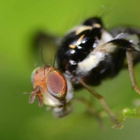 Tephritidae sp. - Fruit Fly Location is Bandung, West Java, Indonesia. Alongside a stream and paddy fields.
http://www.jungledragon.com/image/38001/bombyliidae_anthrax_sp._-_bee_fly.html Bandung,Fruit fly,Geotagged,Indonesia,Java,Spring,West Java,fly,tephritidae
