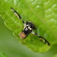 Tephritidae sp. - Fruit Fly Location is Bandung, West Java, Indonesia. Alongside a stream and paddy fields.<br />
http://www.jungledragon.com/image/38001/bombyliidae_anthrax_sp._-_bee_fly.html Bandung,Fruit fly,Geotagged,Indonesia,Java,Spring,West Java,fly,tephritidae