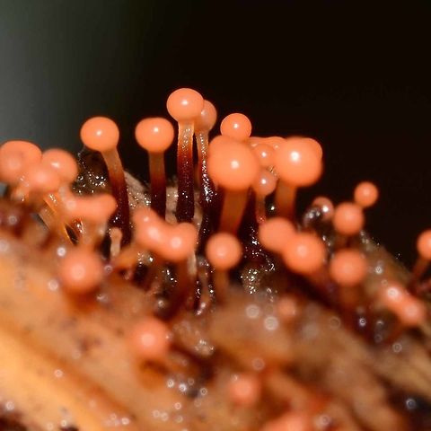 Trichia sp. - Slime Mould Very small growths on the trunk of a tree, around about 1mm in length.

Slime moulds, as with all fungi, have a fascinating life history, but I will not cut and paste what you can read first hand with the minimum of searches.

Well outside my field of passing knowledge, so I wouldn&rsquo;t presume to attempt an ID for this one.

Location is Bandung, West Java, Indonesia. Alongside a stream and paddy fields.
http://www.jungledragon.com/image/38006/trichia_sp._-_slime_mould.html Bandung,Geotagged,Indonesia,Java,Spring,West Java,mold,mould,slime,slime mold,slime mould