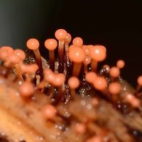 Trichia sp. - Slime Mould Very small growths on the trunk of a tree, around about 1mm in length.<br />
<br />
Slime moulds, as with all fungi, have a fascinating life history, but I will not cut and paste what you can read first hand with the minimum of searches.<br />
<br />
Well outside my field of passing knowledge, so I wouldn&rsquo;t presume to attempt an ID for this one.<br />
<br />
Location is Bandung, West Java, Indonesia. Alongside a stream and paddy fields.<br />
http://www.jungledragon.com/image/38006/trichia_sp._-_slime_mould.html Bandung,Geotagged,Indonesia,Java,Spring,West Java,mold,mould,slime,slime mold,slime mould