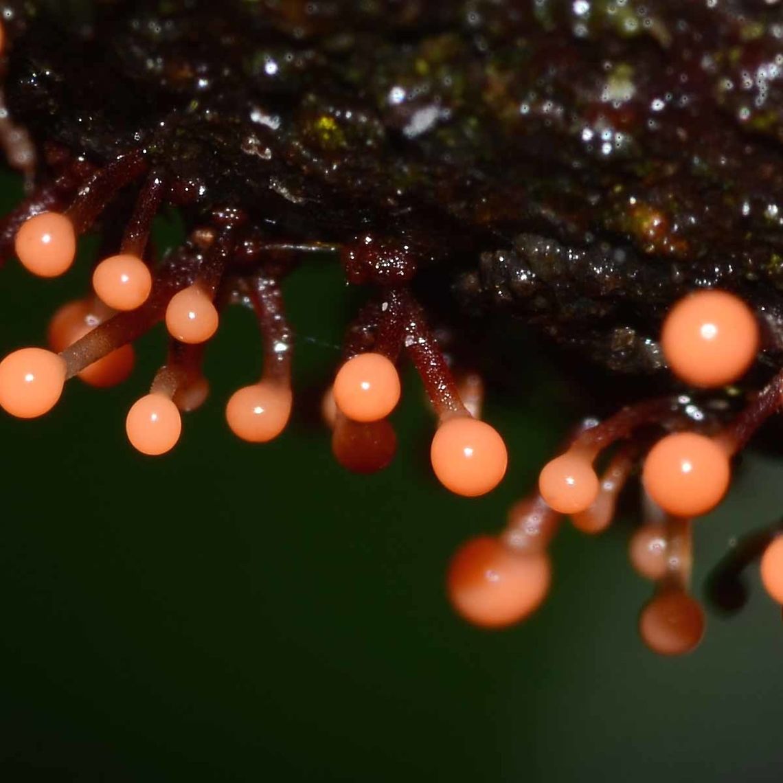 Trichia sp. - Slime Mould Location is Bandung, West Java, Indonesia. Alongside a stream and paddy fields.<br />
<figure class="photo"><a href="https://www.jungledragon.com/image/38005/trichia_sp._-_slime_mould.html" title="Trichia sp. - Slime Mould"><img src="https://s3.amazonaws.com/media.jungledragon.com/images/2784/38005_thumb.jpg?AWSAccessKeyId=05GMT0V3GWVNE7GGM1R2&Expires=1770854410&Signature=I5NEknwKJjfujmCw5AoCSyPTZ1I%3D" width="200" height="200" alt="Trichia sp. - Slime Mould Very small growths on the trunk of a tree, around about 1mm in length.<br />
<br />
Slime moulds, as with all fungi, have a fascinating life history, but I will not cut and paste what you can read first hand with the minimum of searches.<br />
<br />
Well outside my field of passing knowledge, so I wouldn&rsquo;t presume to attempt an ID for this one.<br />
<br />
Location is Bandung, West Java, Indonesia. Alongside a stream and paddy fields.<br />
http://www.jungledragon.com/image/38006/trichia_sp._-_slime_mould.html Bandung,Geotagged,Indonesia,Java,Spring,West Java,mold,mould,slime,slime mold,slime mould" /></a></figure> Bandung,Geotagged,Indonesia,Java,Spring,West Java,mold,mould,slime,slime mold,slime mould