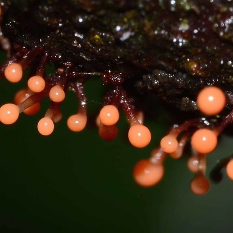 Trichia sp. - Slime Mould Location is Bandung, West Java, Indonesia. Alongside a stream and paddy fields.
http://www.jungledragon.com/image/38005/trichia_sp._-_slime_mould.html Bandung,Geotagged,Indonesia,Java,Spring,West Java,mold,mould,slime,slime mold,slime mould