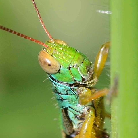 Caryanda spuria - Grasshopper Location is Bandung, West Java, Indonesia. Alongside a stream and paddy fields.
http://www.jungledragon.com/image/38008/caryanda_spuria_-_grasshopper.html Bandung,Caryanda spuria,Geotagged,Indonesia,Java,Spring,West Java,grasshopper,hopper