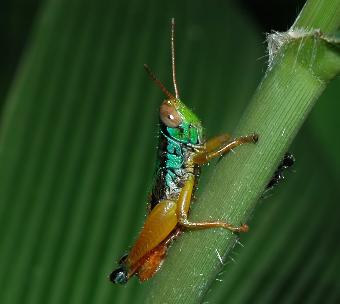 Caryanda spuria - Grasshopper A fairly common sight at all locations supporting greenery.<br />
<br />
Very colourful and easy to photograph.<br />
<br />
Location is Bandung, West Java, Indonesia. Alongside a stream and paddy fields.<br />
<figure class="photo"><a href="https://www.jungledragon.com/image/38009/caryanda_spuria_-_grasshopper.html" title="Caryanda spuria - Grasshopper"><img src="https://s3.amazonaws.com/media.jungledragon.com/images/2784/38009_thumb.jpg?AWSAccessKeyId=05GMT0V3GWVNE7GGM1R2&Expires=1769040010&Signature=vlA2HbWsUF2xfYMWbES7X6gCpXo%3D" width="200" height="134" alt="Caryanda spuria - Grasshopper Location is Bandung, West Java, Indonesia. Alongside a stream and paddy fields.<br />
http://www.jungledragon.com/image/38008/caryanda_spuria_-_grasshopper.html Bandung,Caryanda spuria,Geotagged,Indonesia,Java,Summer,West Java,grasshopper,hopper" /></a></figure><br />
<figure class="photo"><a href="https://www.jungledragon.com/image/38007/caryanda_spuria_-_grasshopper.html" title="Caryanda spuria - Grasshopper"><img src="https://s3.amazonaws.com/media.jungledragon.com/images/2784/38007_thumb.jpg?AWSAccessKeyId=05GMT0V3GWVNE7GGM1R2&Expires=1769040010&Signature=0BtH25j7osSAuf8Z90Fd6RBL%2FZU%3D" width="200" height="200" alt="Caryanda spuria - Grasshopper Location is Bandung, West Java, Indonesia. Alongside a stream and paddy fields.<br />
http://www.jungledragon.com/image/38008/caryanda_spuria_-_grasshopper.html Bandung,Caryanda spuria,Geotagged,Indonesia,Java,Spring,West Java,grasshopper,hopper" /></a></figure> Bandung,Caryanda spuria,Fall,Geotagged,Indonesia,Java,West Java,grasshopper,hopper