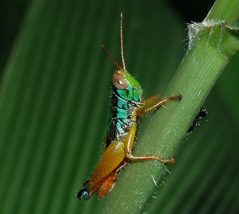 Caryanda spuria - Grasshopper A fairly common sight at all locations supporting greenery.

Very colourful and easy to photograph.

Location is Bandung, West Java, Indonesia. Alongside a stream and paddy fields.
http://www.jungledragon.com/image/38009/caryanda_spuria_-_grasshopper.html
http://www.jungledragon.com/image/38007/caryanda_spuria_-_grasshopper.html Bandung,Caryanda spuria,Fall,Geotagged,Indonesia,Java,West Java,grasshopper,hopper